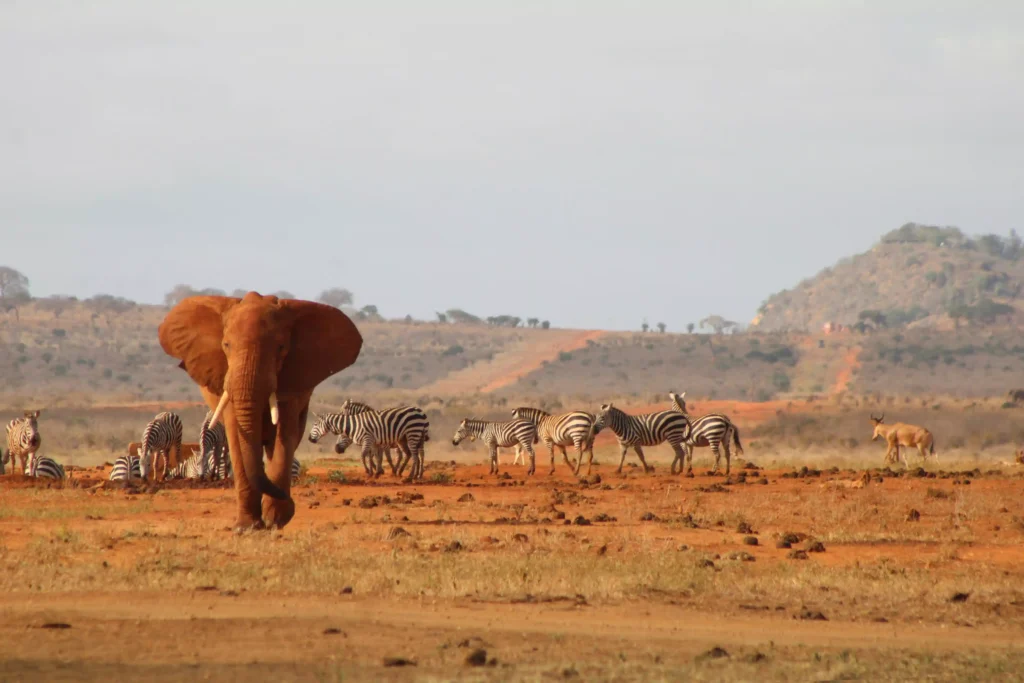 13-Day Kenya Safari & Beach Holiday from Iceland
